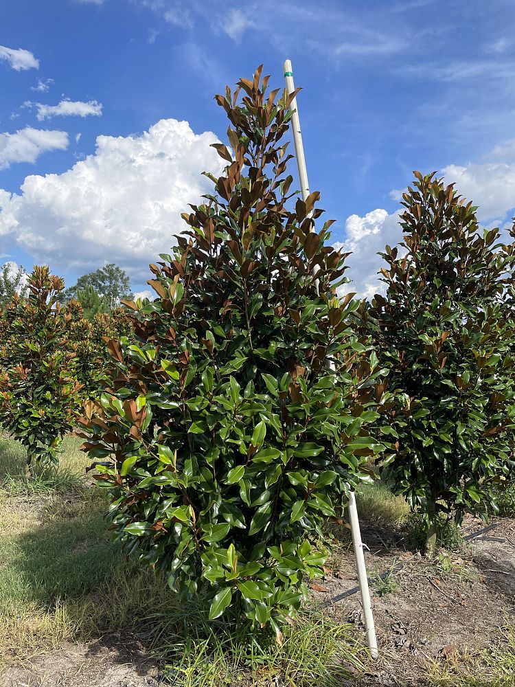 magnolia-grandiflora-bracken-s-brown-beauty-southern-magnolia