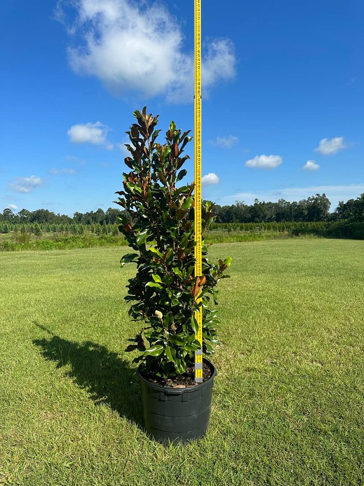 magnolia-grandiflora-bracken-s-brown-beauty-southern-magnolia