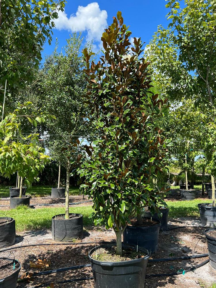 magnolia-grandiflora-bracken-s-brown-beauty-southern-magnolia