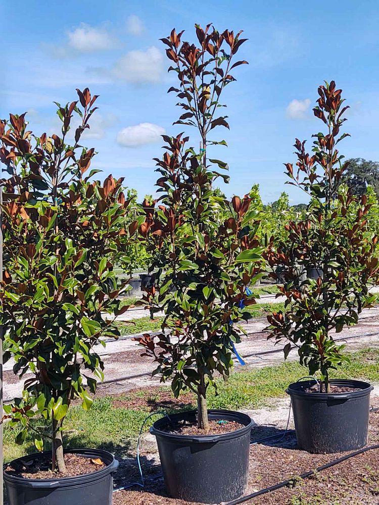 magnolia-grandiflora-bracken-s-brown-beauty-southern-magnolia