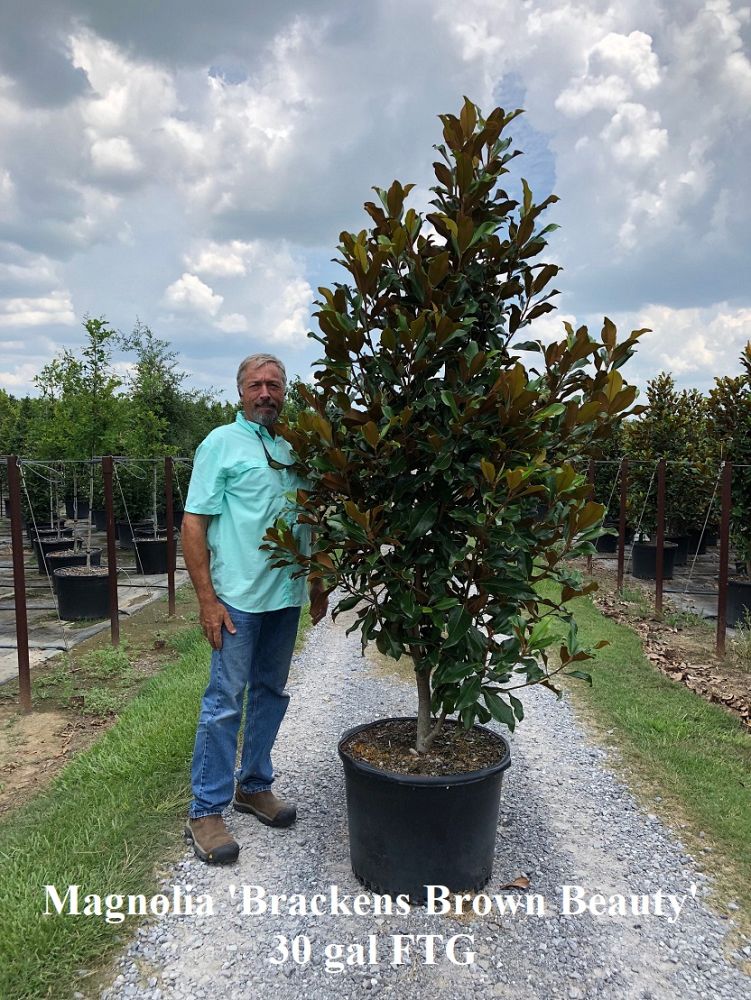magnolia-grandiflora-bracken-s-brown-beauty-southern-magnolia