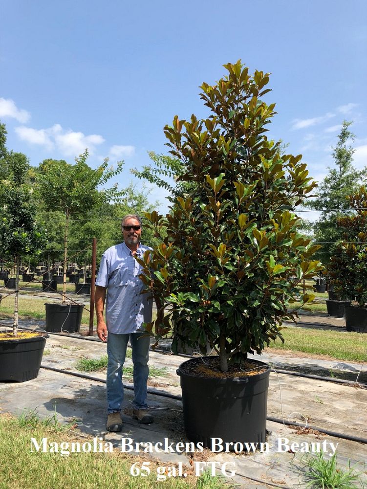 magnolia-grandiflora-bracken-s-brown-beauty-southern-magnolia