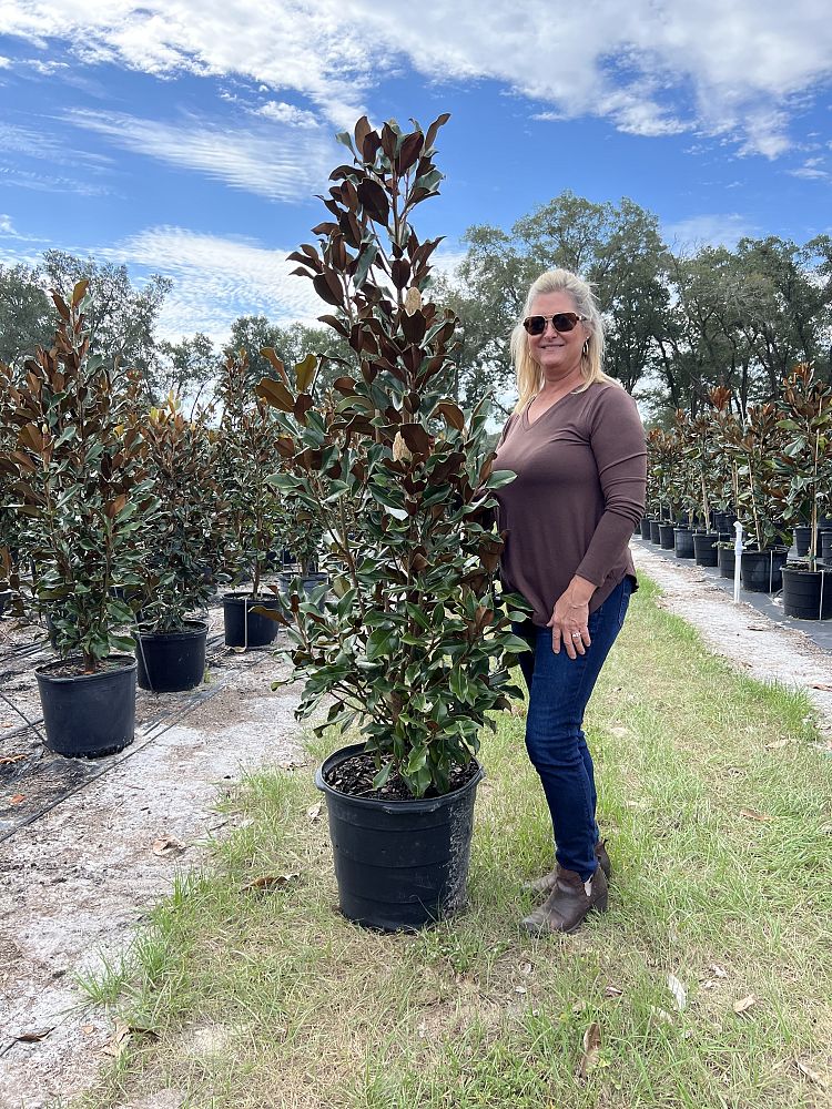 magnolia-grandiflora-bracken-s-brown-beauty-southern-magnolia