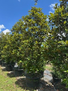 magnolia-grandiflora-bracken-s-brown-beauty-southern-magnolia