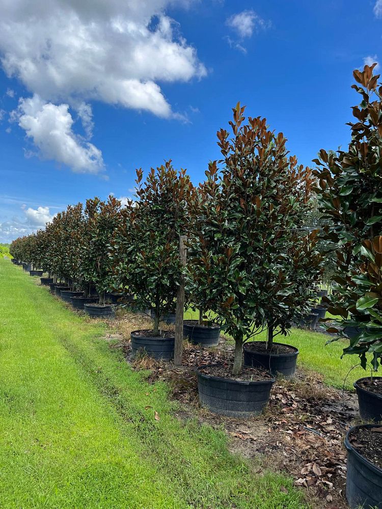 magnolia-grandiflora-bracken-s-brown-beauty-southern-magnolia