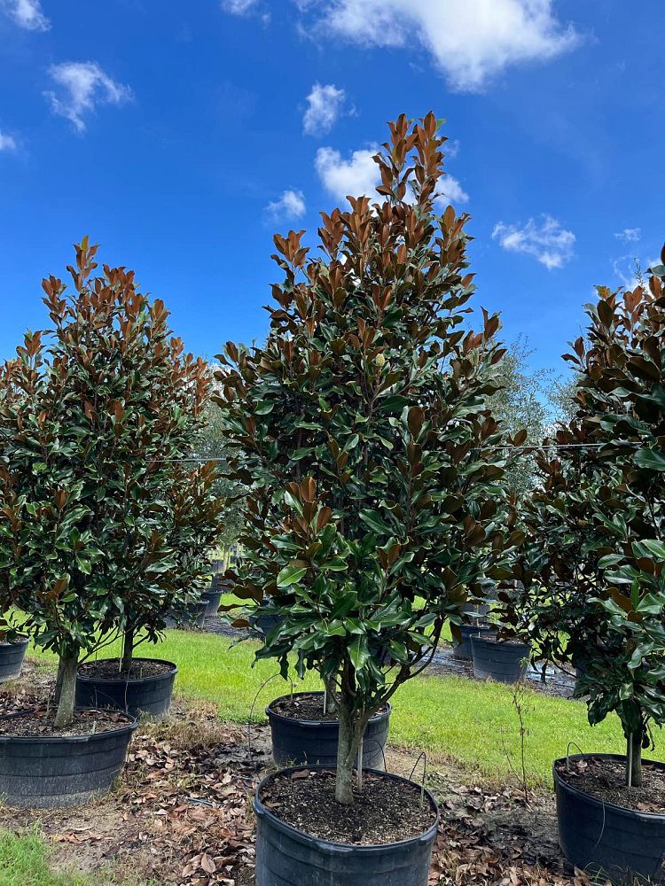 magnolia-grandiflora-bracken-s-brown-beauty-southern-magnolia