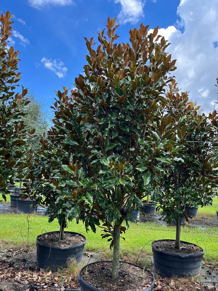 magnolia-grandiflora-bracken-s-brown-beauty-southern-magnolia
