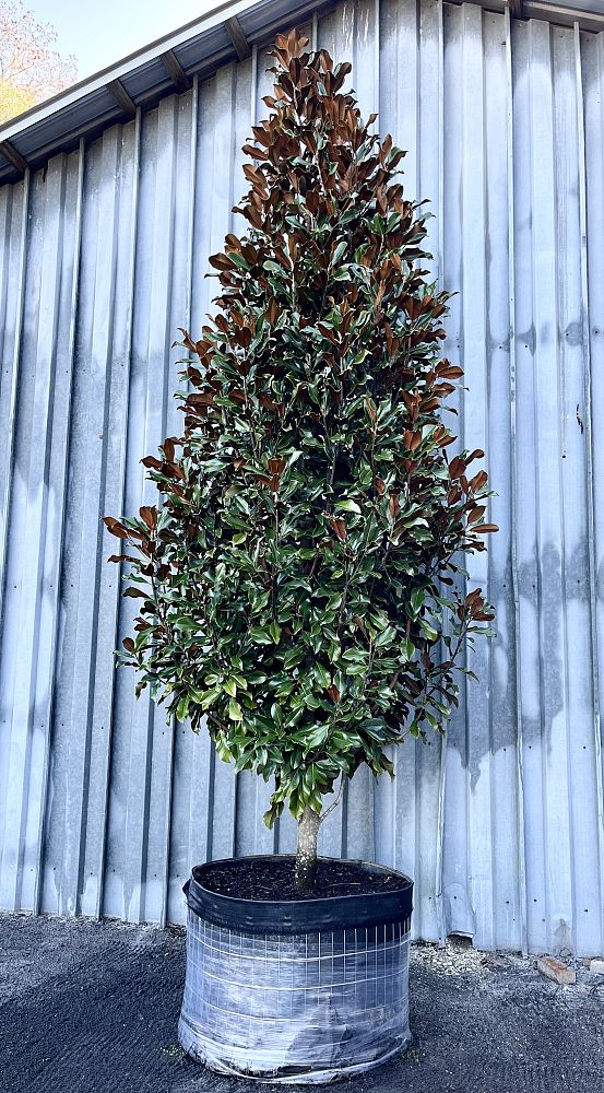 magnolia-grandiflora-bracken-s-brown-beauty-southern-magnolia