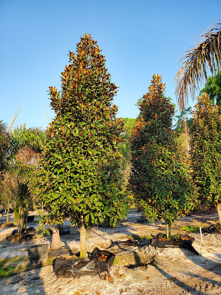 magnolia-grandiflora-bracken-s-brown-beauty-southern-magnolia