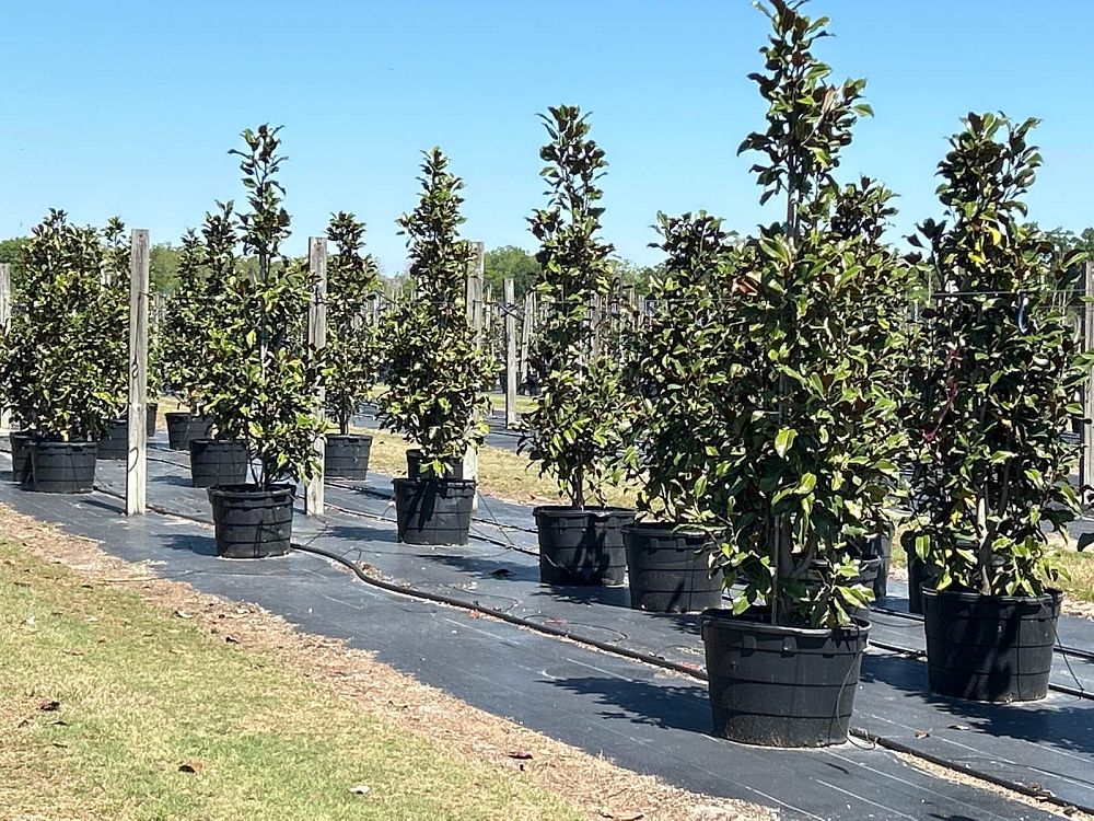 magnolia-grandiflora-bracken-s-brown-beauty-southern-magnolia