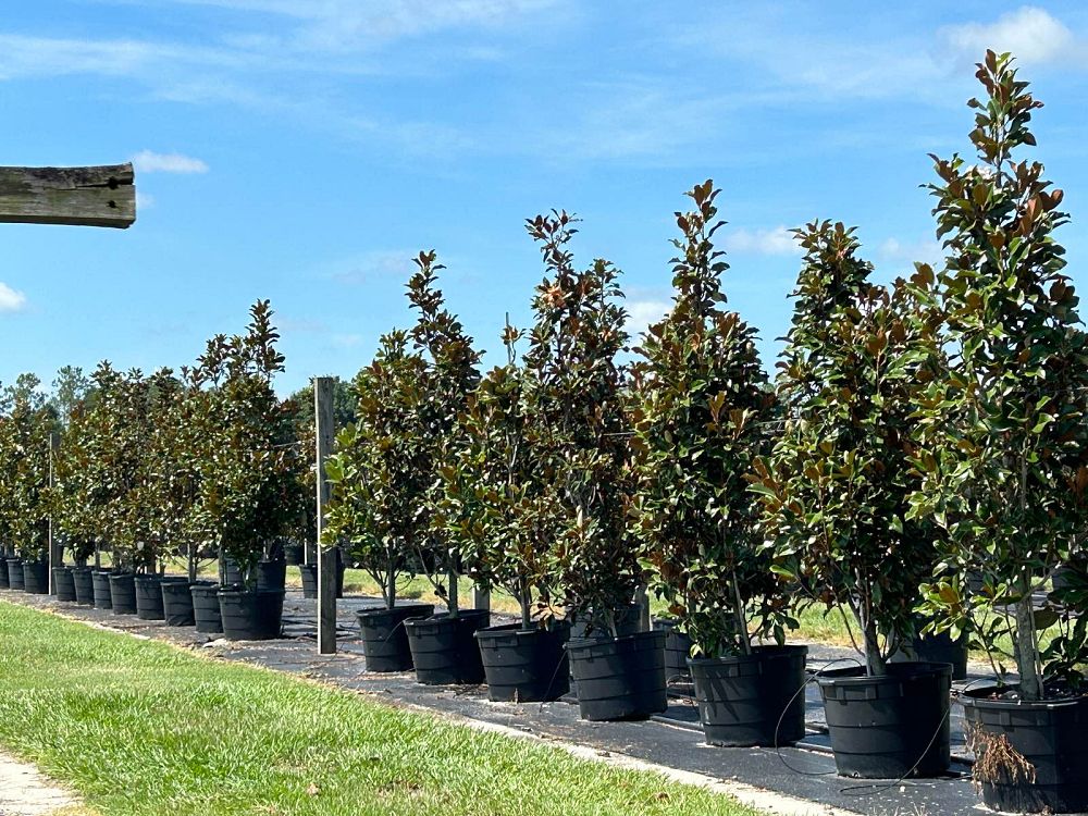 magnolia-grandiflora-bracken-s-brown-beauty-southern-magnolia