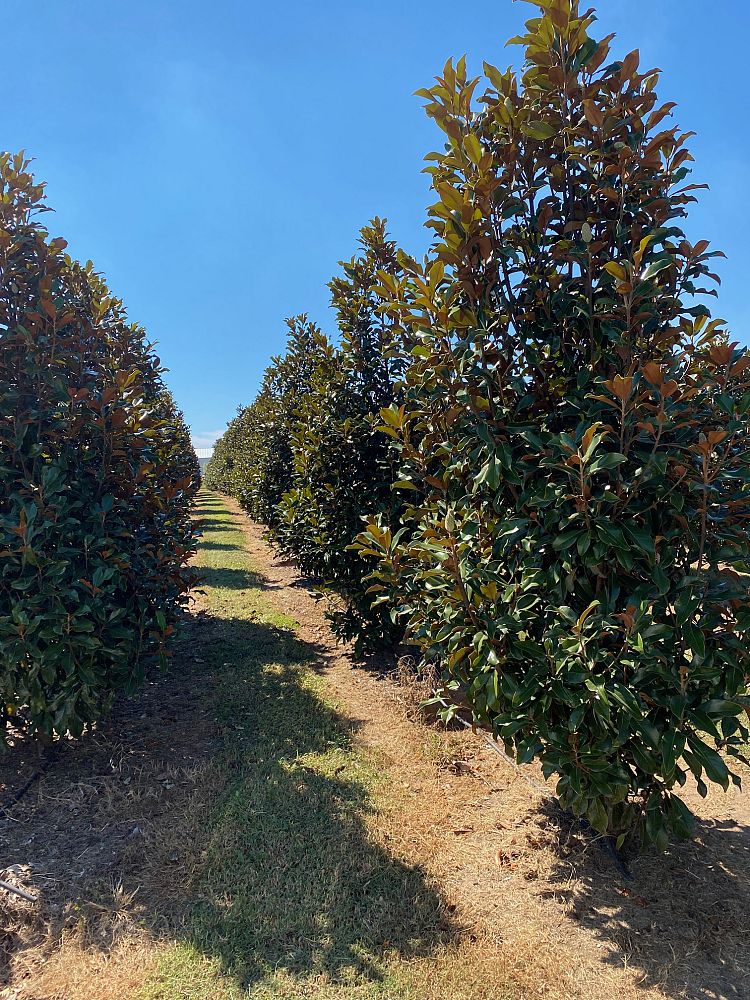 magnolia-grandiflora-bracken-s-brown-beauty-southern-magnolia