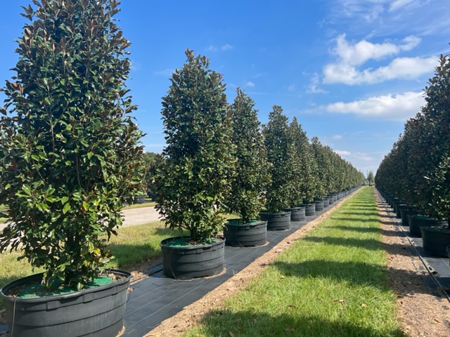 magnolia-grandiflora-bracken-s-brown-beauty-southern-magnolia