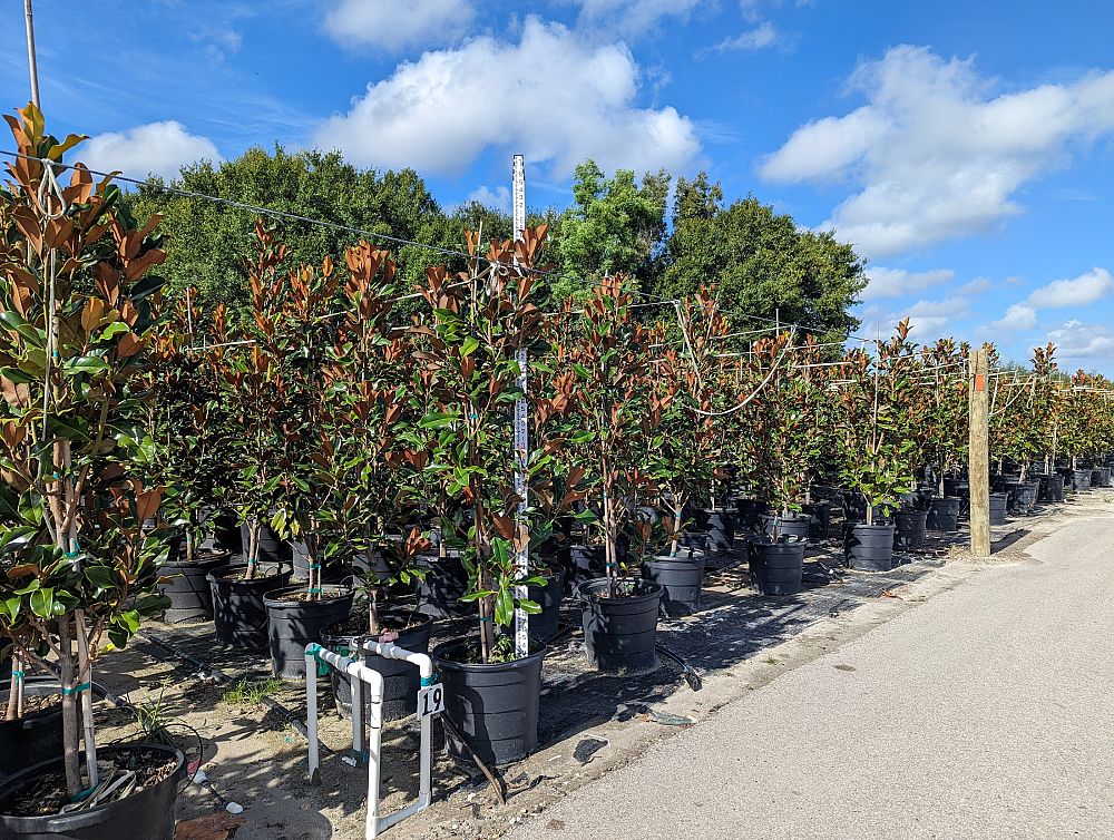 magnolia-grandiflora-bracken-s-brown-beauty-southern-magnolia