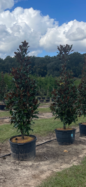 magnolia-grandiflora-bracken-s-brown-beauty-southern-magnolia