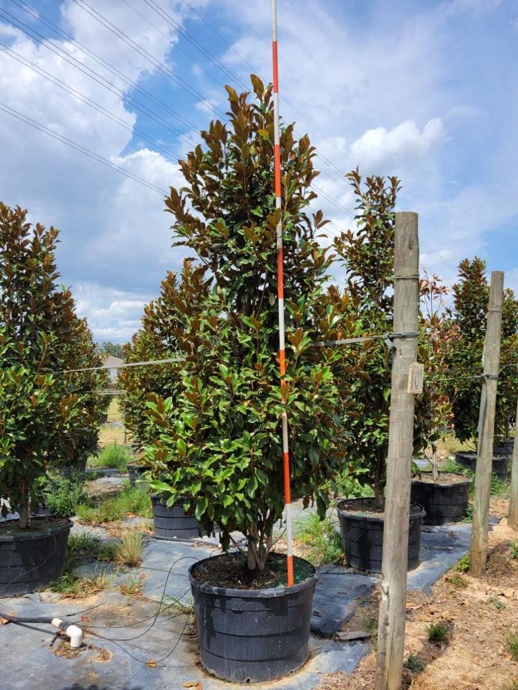 magnolia-grandiflora-bracken-s-brown-beauty-southern-magnolia