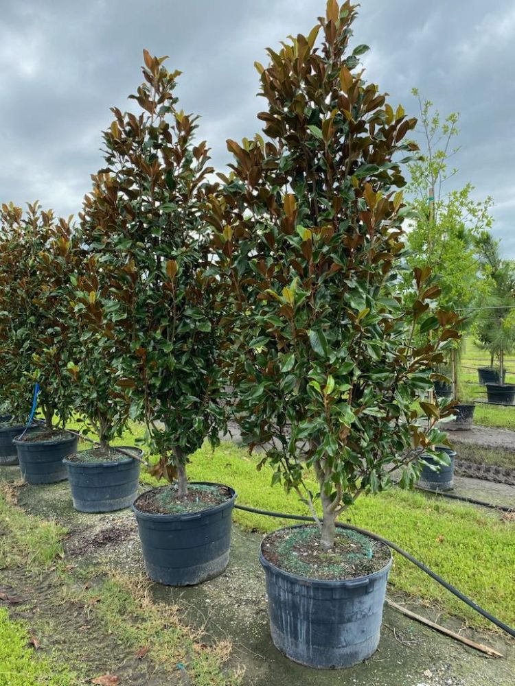 magnolia-grandiflora-bracken-s-brown-beauty-southern-magnolia