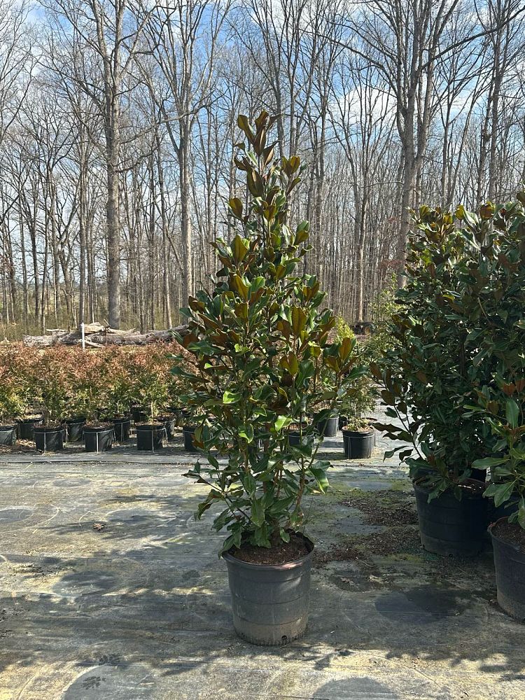 magnolia-grandiflora-bracken-s-brown-beauty-southern-magnolia