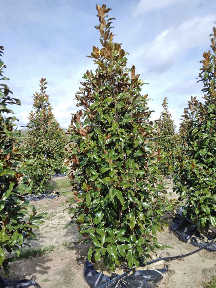 magnolia-grandiflora-bracken-s-brown-beauty-southern-magnolia