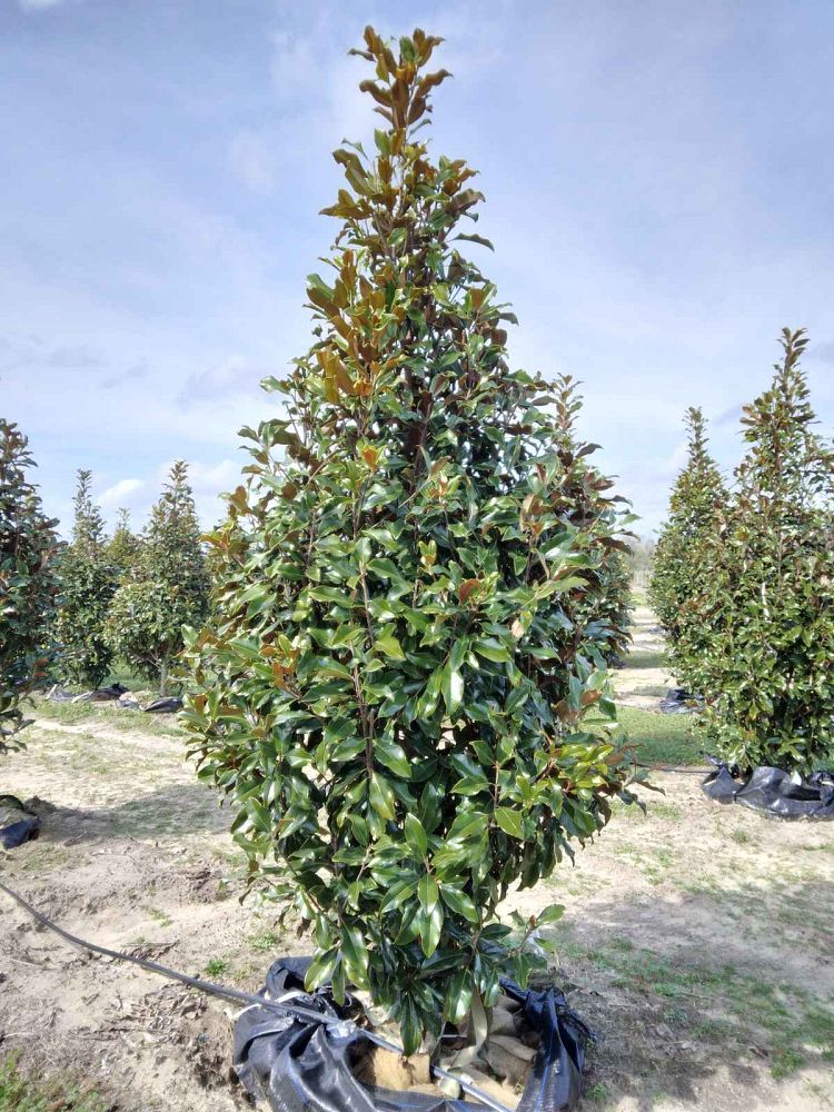 magnolia-grandiflora-bracken-s-brown-beauty-southern-magnolia