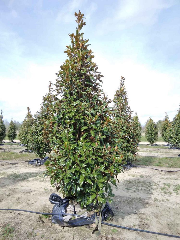 magnolia-grandiflora-bracken-s-brown-beauty-southern-magnolia