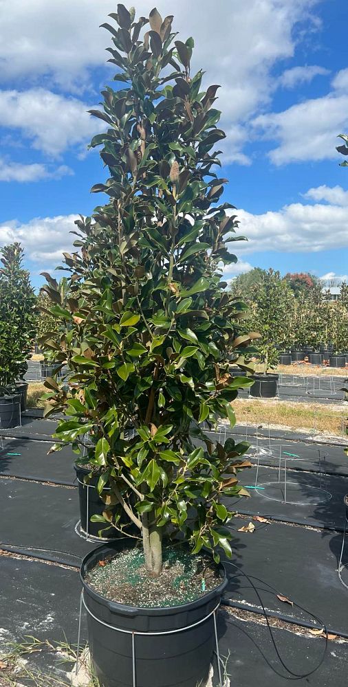 magnolia-grandiflora-bracken-s-brown-beauty-southern-magnolia