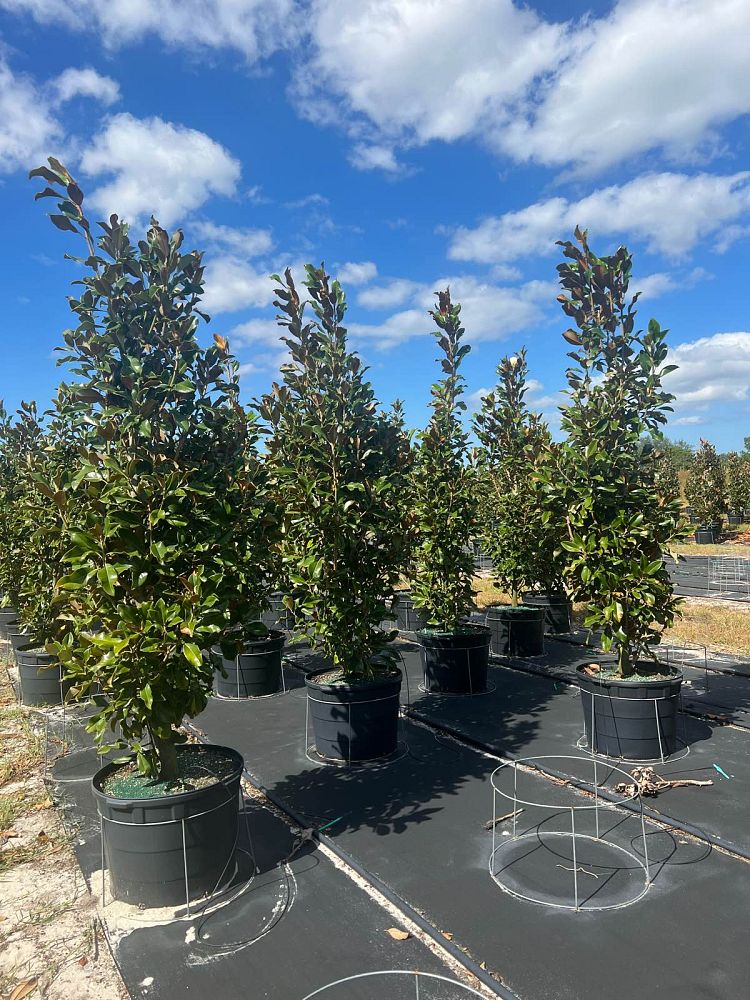 magnolia-grandiflora-bracken-s-brown-beauty-southern-magnolia
