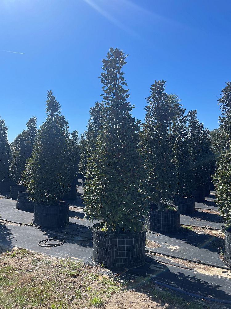 magnolia-grandiflora-bracken-s-brown-beauty-southern-magnolia