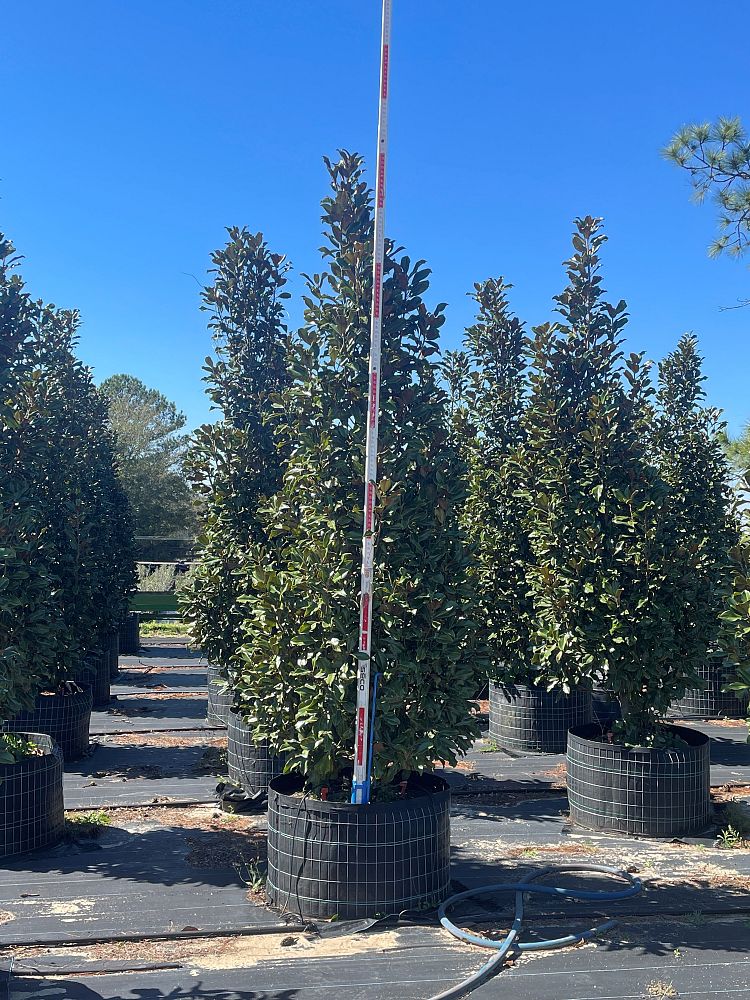 magnolia-grandiflora-bracken-s-brown-beauty-southern-magnolia