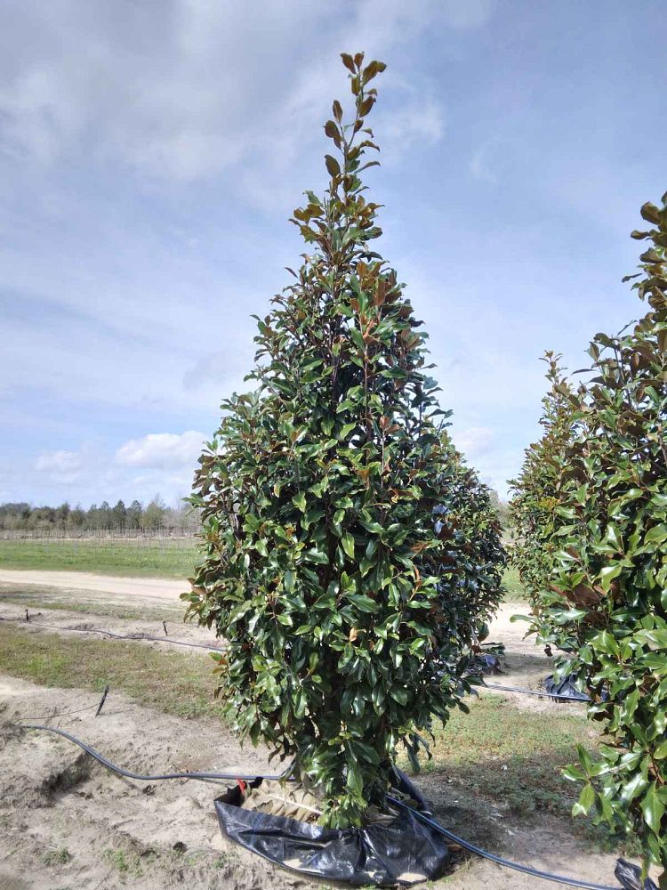 magnolia-grandiflora-bracken-s-brown-beauty-southern-magnolia