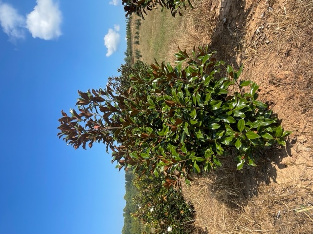 magnolia-grandiflora-bracken-s-brown-beauty-southern-magnolia