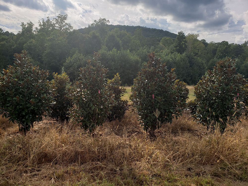 magnolia-grandiflora-bracken-s-brown-beauty-southern-magnolia