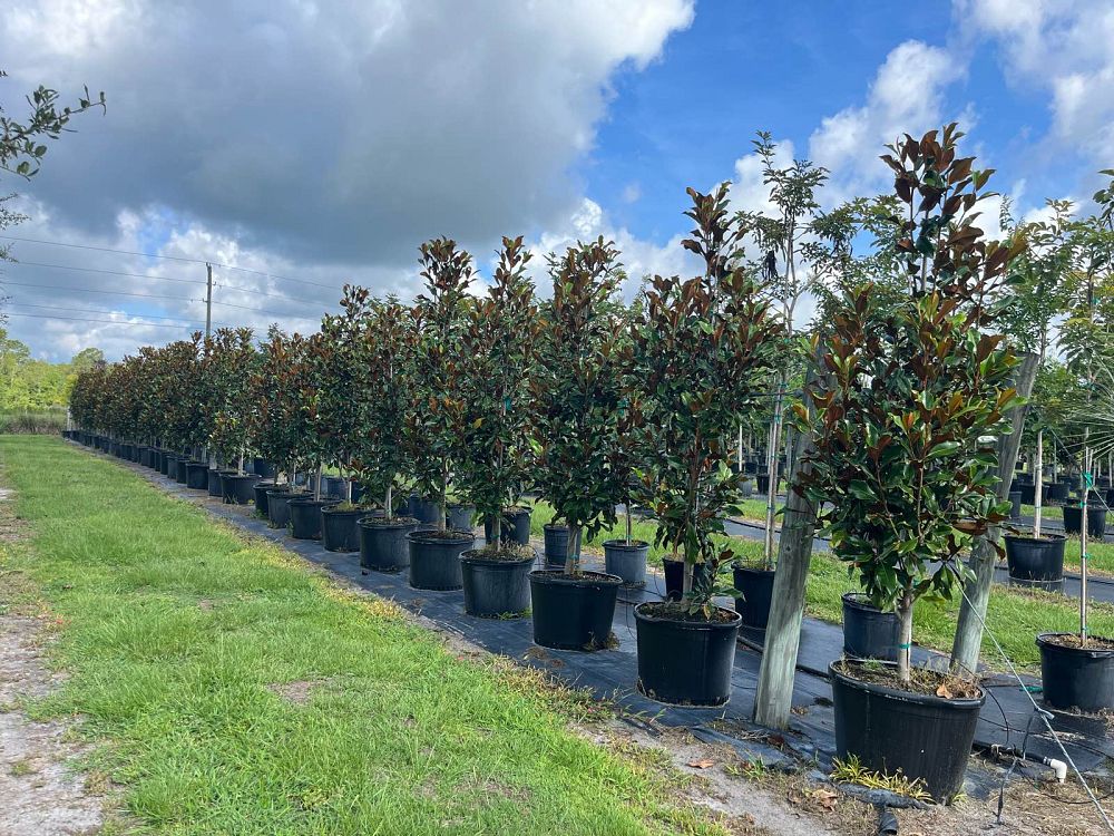 magnolia-grandiflora-bracken-s-brown-beauty-southern-magnolia