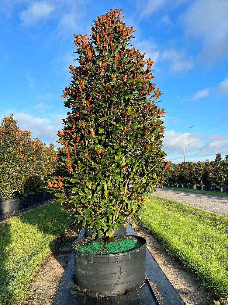magnolia-grandiflora-bracken-s-brown-beauty-southern-magnolia