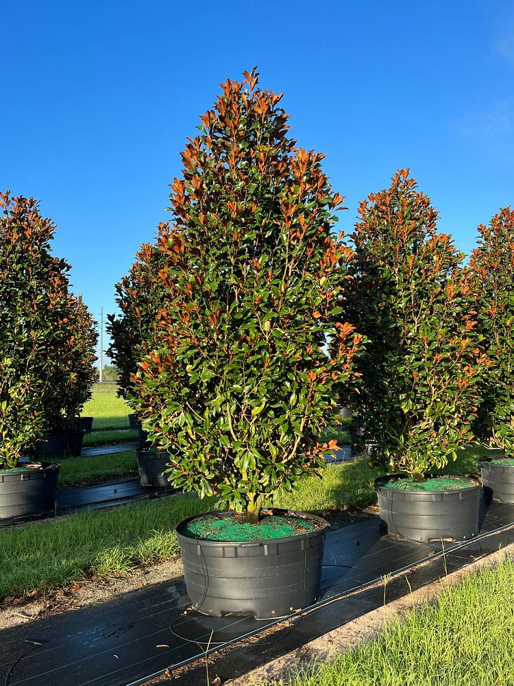 magnolia-grandiflora-bracken-s-brown-beauty-southern-magnolia
