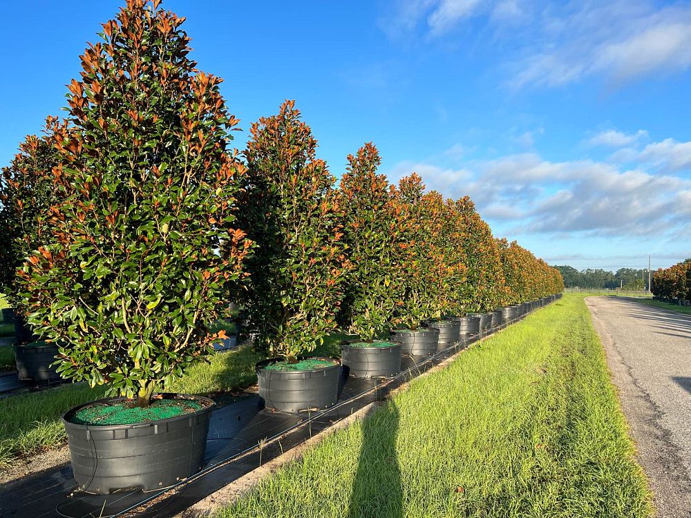magnolia-grandiflora-bracken-s-brown-beauty-southern-magnolia