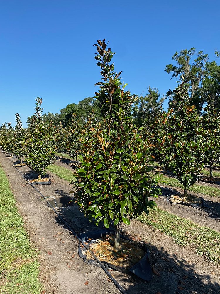 magnolia-grandiflora-bracken-s-brown-beauty-southern-magnolia