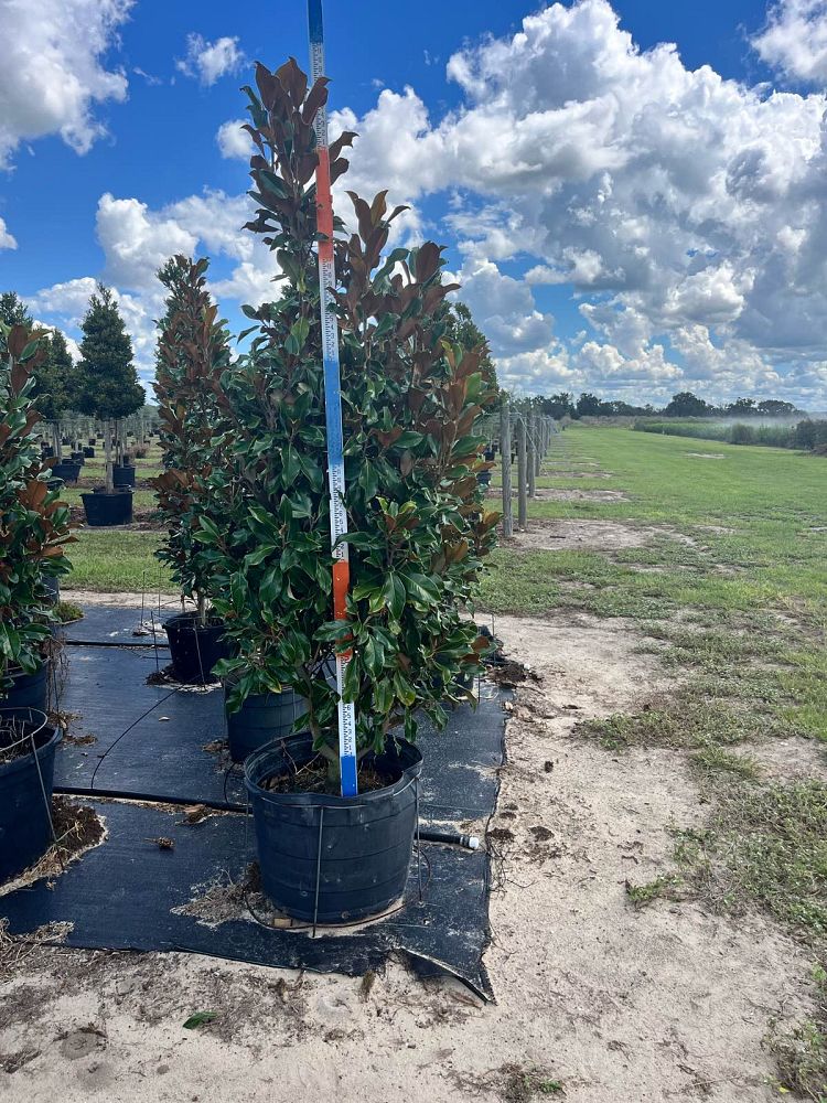 magnolia-grandiflora-bracken-s-brown-beauty-southern-magnolia