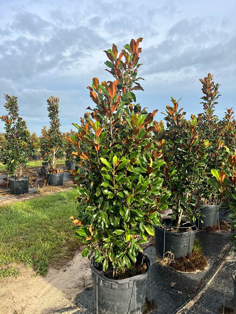 magnolia-grandiflora-bracken-s-brown-beauty-southern-magnolia
