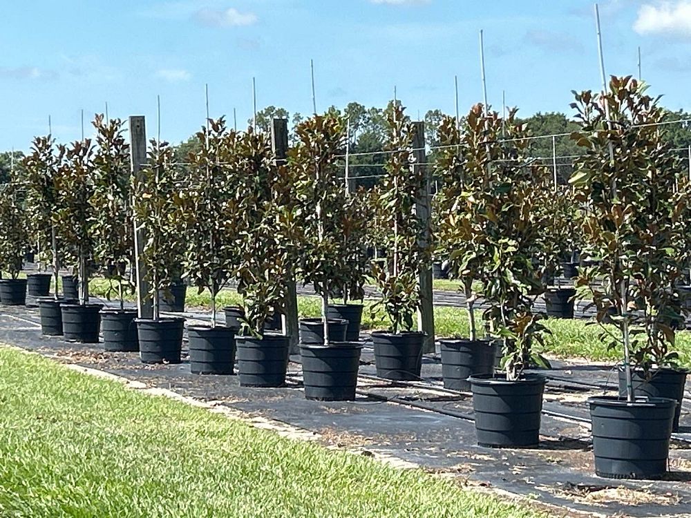 magnolia-grandiflora-bracken-s-brown-beauty-southern-magnolia