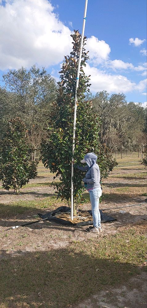 magnolia-grandiflora-bracken-s-brown-beauty-southern-magnolia