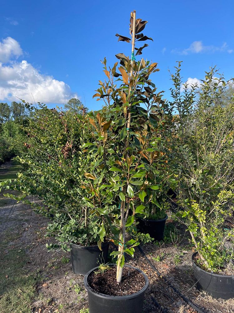 magnolia-grandiflora-bracken-s-brown-beauty-southern-magnolia