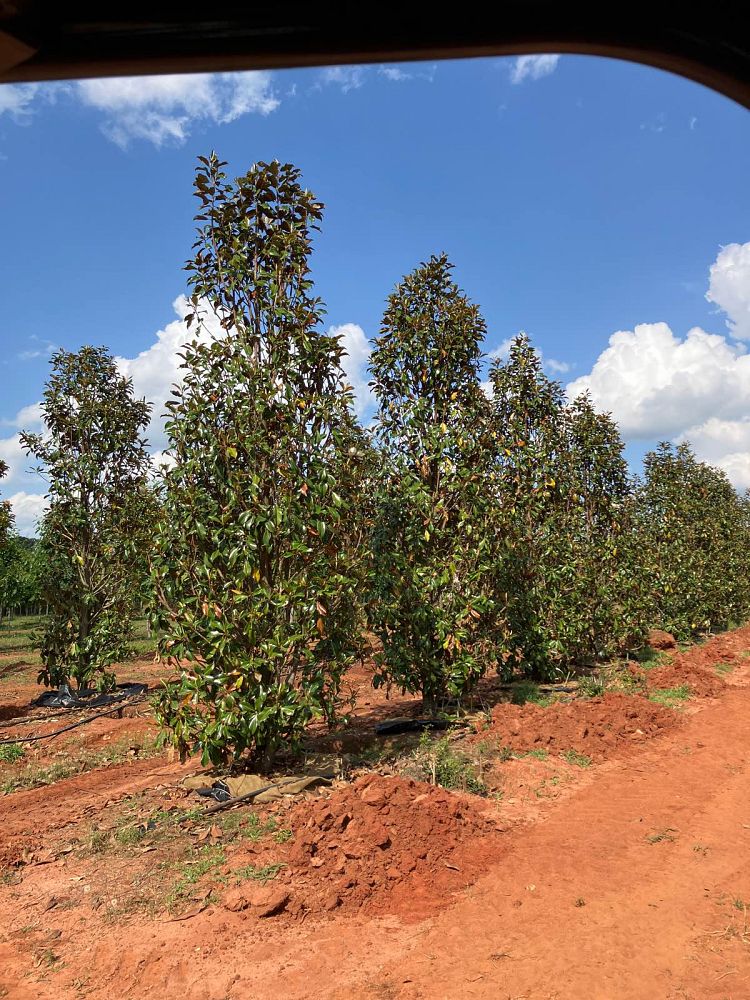 magnolia-grandiflora-bracken-s-brown-beauty-southern-magnolia