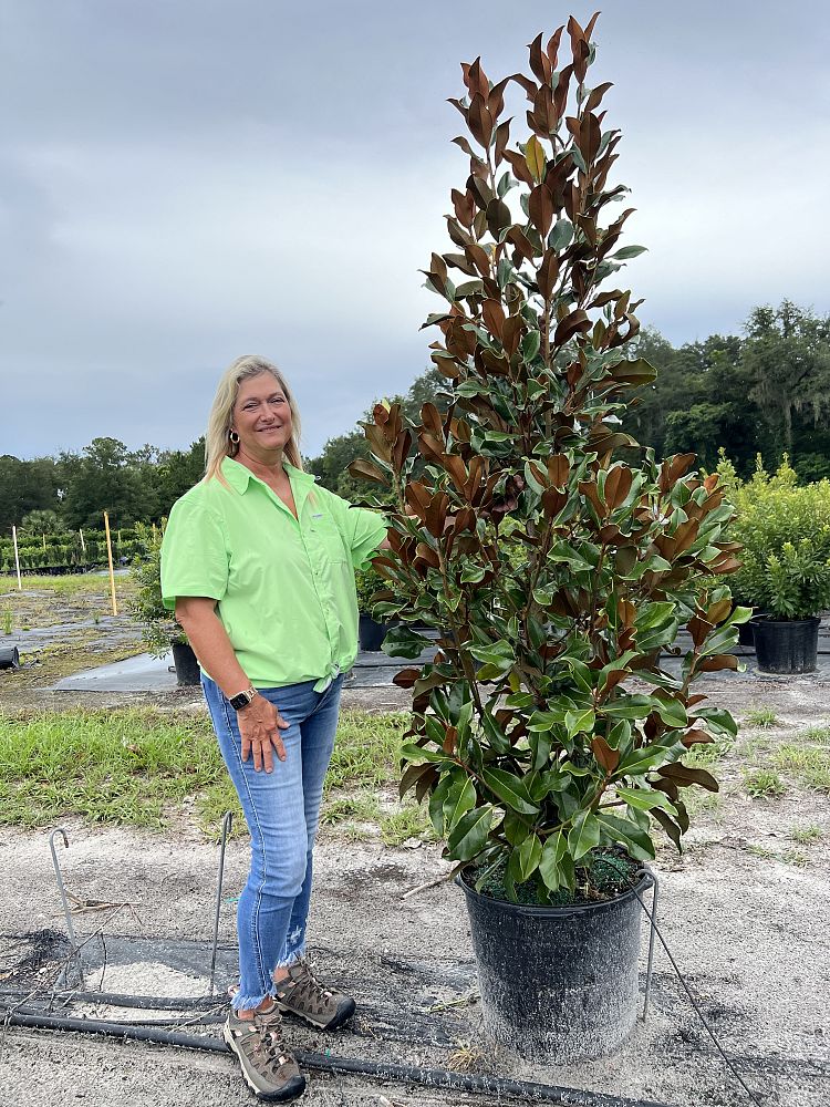 magnolia-grandiflora-bracken-s-brown-beauty-southern-magnolia
