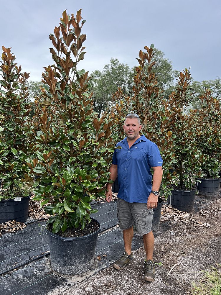 magnolia-grandiflora-bracken-s-brown-beauty-southern-magnolia