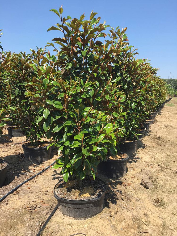 magnolia-grandiflora-bracken-s-brown-beauty-southern-magnolia