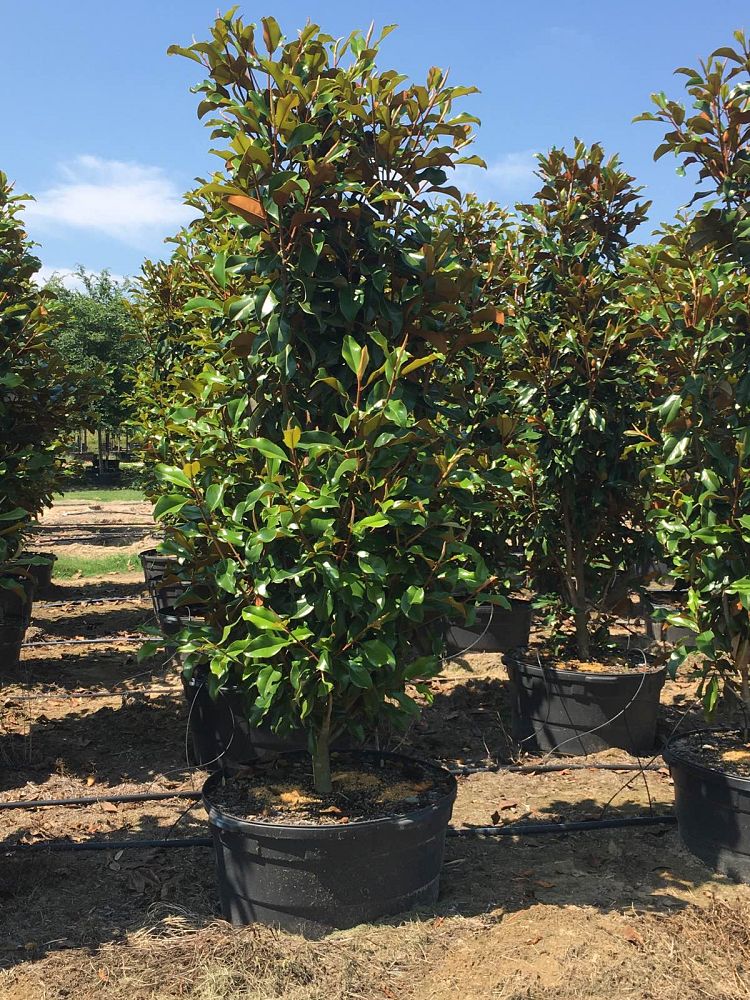 magnolia-grandiflora-bracken-s-brown-beauty-southern-magnolia