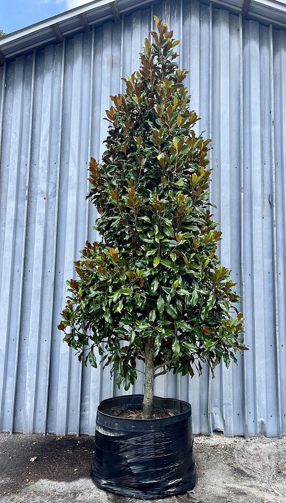 magnolia-grandiflora-bracken-s-brown-beauty-southern-magnolia