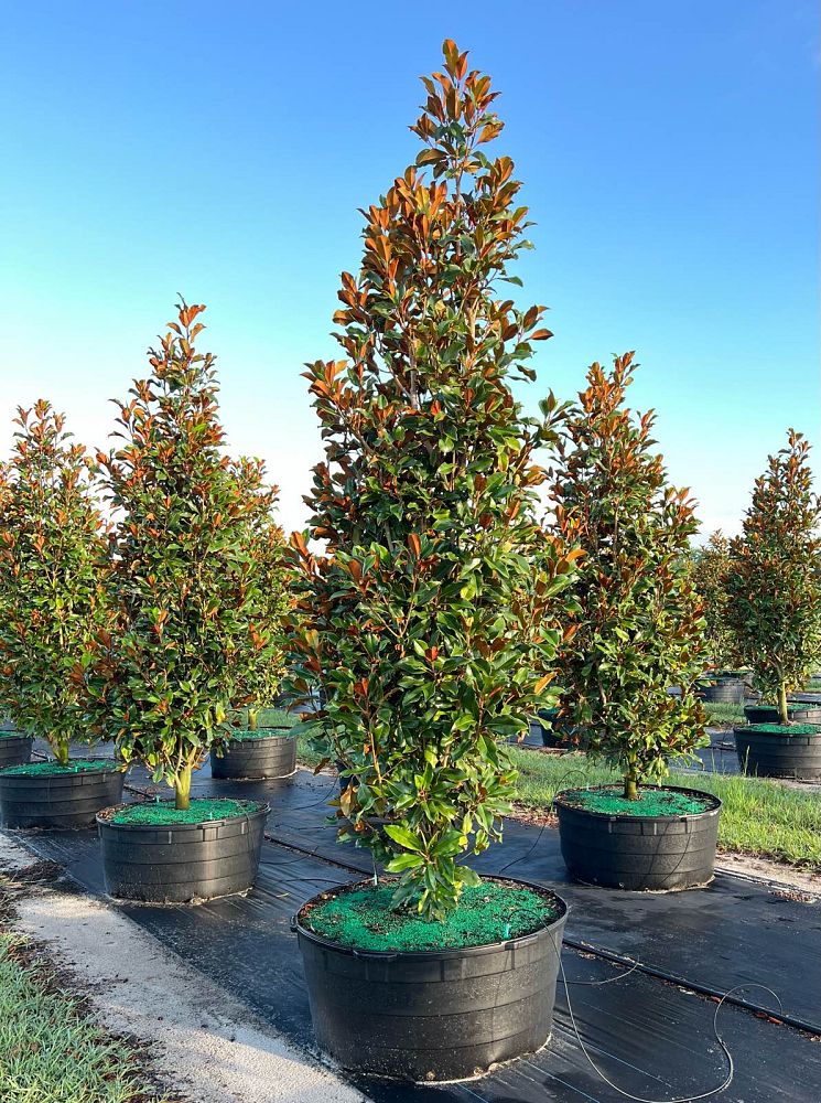 magnolia-grandiflora-bracken-s-brown-beauty-southern-magnolia