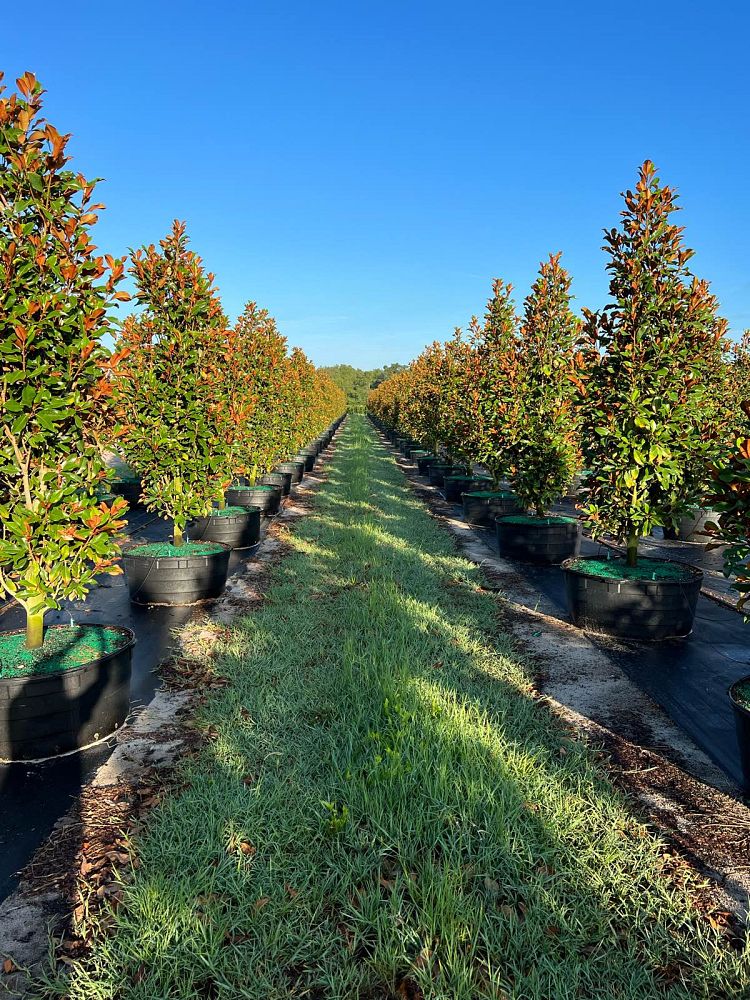 magnolia-grandiflora-bracken-s-brown-beauty-southern-magnolia
